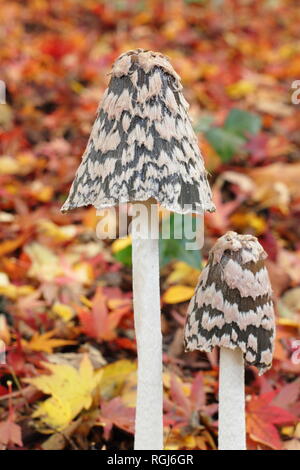Coprinopsis picacea. Magpie inkcap Pilz wachsen in Acer baum Blatt Wurf, Spätherbst, Großbritannien Stockfoto