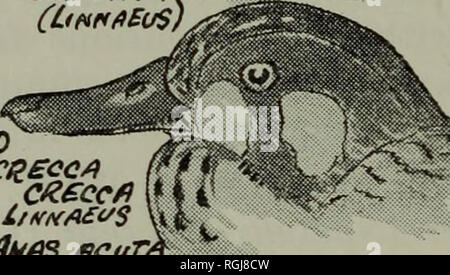 . Bulletin der British Ornithologists' Club. fiNfiS CRSCCA CR £ CCfiiVT^8 U SPACHTEL J CLYPfATA. v (buffiBuS). HYBRID czeccfi lltfMfl £ V $ ein.* d Anas acuta ACUTA lt*r* £&lt;/S. S im Fall des zuerst genannten Gattung wurde festgestellt, dass einige Kinder Personen sowohl der nominieren und Garrulus glandarius rufitergum Rennen (hartert) ein "Ghost" Muster der schwarzen Kappe des N. Afrikanischen form G. g aufwiesen. Cervicalis Bonaparte. Die Beweise für die Gattung De? idrocopos betrifft, wurde von jungen D. großen anglicus (hartert), die bei einigen Personen Zeichen ausgestellt App bekundeten Stockfoto