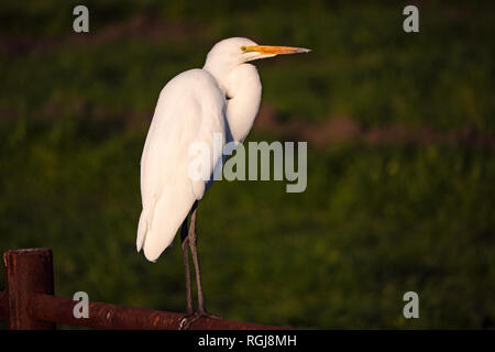 Egret in Staten Island erhalten, Kalifornien Stockfoto