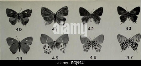 . Bulletin des British Museum (Natural History) Entomologie. Bull. Br. Mus. Mutter. Hist. (Fussel.) 29, 6 Teller 1. F^^^^^^^?** 48 49 I51 52 M** *#54 55 56 S "^W v' W 58 59. Bitte beachten Sie, dass diese Bilder sind von der gescannten Seite Bilder, die digital für die Lesbarkeit verbessert haben mögen - Färbung und Aussehen dieser Abbildungen können nicht perfekt dem Original ähneln. extrahiert. British Museum (Natural History). London: BM (NH) Stockfoto