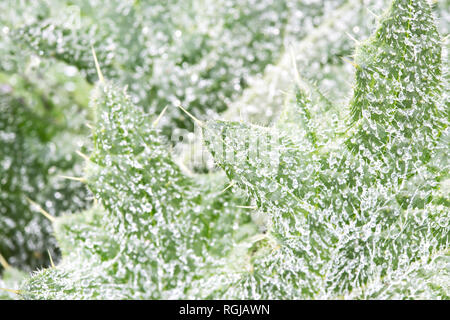 Natur Hintergrund. Hintergrund Tau Tropfen auf helle grüne Kraut wächst. Hintergrundbild Stockfoto