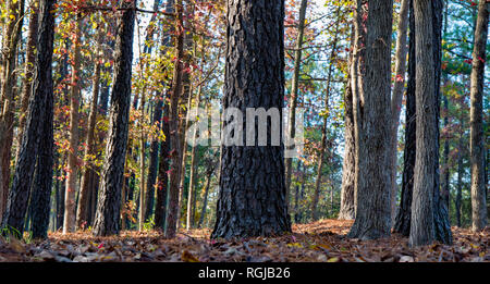 Wald Bäume im Frühherbst mit einem Mix aus grünen und fallen Farben schaffen ein toller Hintergrund. Aus dem Boden geschossen. Stockfoto