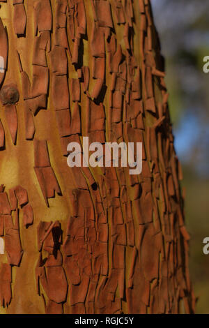 Nahaufnahme von Arbutus menziesii (Pacific Madrone) dunkel orange-rot-grüne Rinde abschälen, ein gebürtiger Pazifischen Nordwesten Arzneimittel, Baum, in Ashland, Oregon Stockfoto