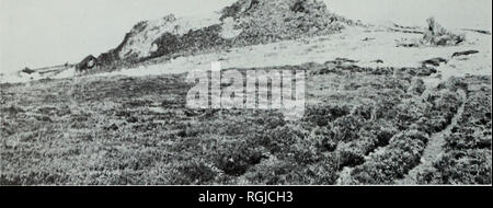 . Bulletin des British Museum (Natural History), Geologie. 12 W. F. WHITTARD. Abb. 6. Aufschlüsse aus Stiperstones (Quarzit) Mitglied. Blick nach Norden vom Süden von Manstone Rock, zwischen Devil's Chair und Cranberry Rock. so gut wie zwischen Cranberry Rock und die Paddocks gesehen, und der Rock- und Nipstone Rock, die deutlich sind die beiden Längen, in denen die Bergspitze das komplexeste Störung - Muster zeigt. Verlässliche Zahlen für die Dicke der Stiperstones Mitglied sind schwer zu ermitteln. Die Winkel der Dip schwanken schnell und von 40° zur Senkrechten, während in einigen Orten, wie auf beiden Stockfoto