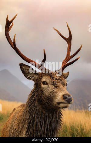 Ein Rotwild im Glen Etive, Schottland Stockfoto