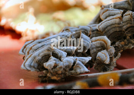 Nahaufnahme von frischen Trametes Versicolor (Türkei Schwanz) Pilz, grau-schwarz-weiß-orange konzentrische Linien und einem haarigen Textur, auf einem roten Tisch Stockfoto