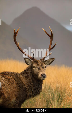 Ein Rotwild im Glen Etive, Schottland Stockfoto