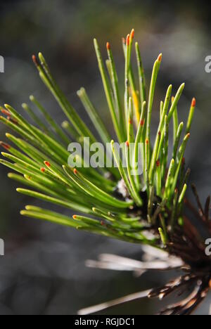 Nahaufnahme von Green Pine Tree Nadeln mit orange Tipps im hellen Tageslicht, mit einem dunklen Hintergrund Stockfoto