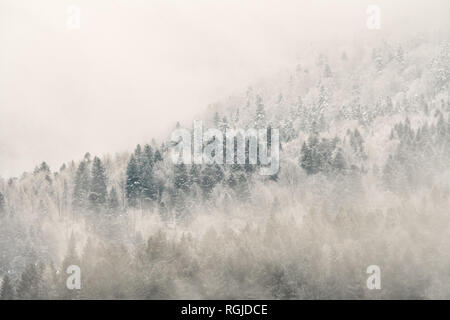 Winter in den Karpaten. Einen schneebedeckten Berg Wald Stockfoto