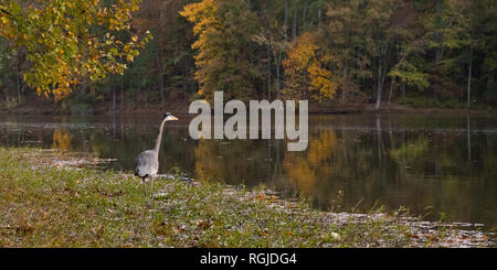 Ein blauer Reiher stehend auf dem Wasser eines Sees im Herbst. Stockfoto