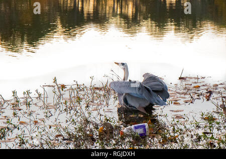 Ein blauer Reiher am Wasser fertig, Flug mit Müll hinter ihn zu nehmen. Stockfoto