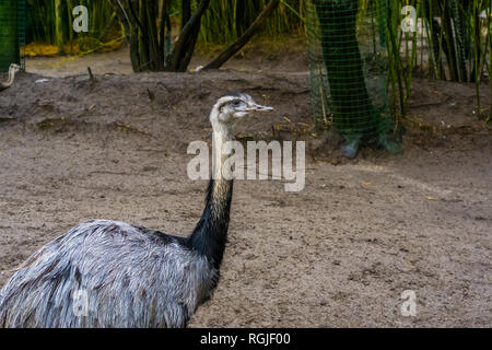 Nahaufnahme der amerikanischen Rhea, in der Nähe der bedrohten Tierart aus Amerika, großen flugunfähigen Vogel Stockfoto