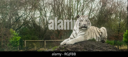 Weißer Tiger Festlegung auf einem Haufen Sand, Pigment Farbe Variation der bengalischen Tiger, gefährdete Tier aus Indien Stockfoto