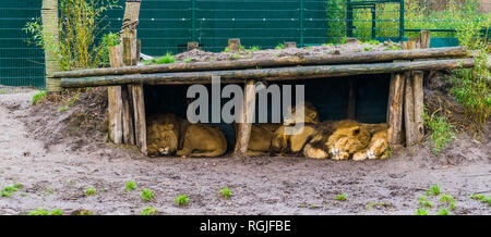 Lion Familie zusammen schlafen in einer Hütte, gefährdete Tiere aus Afrika Stockfoto