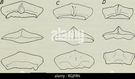 . Bulletin des British Museum (Natural History), Geologie. Britische WEALDEN HAIE 315 die histologische Struktur der Krone ist beschrieben (Estes 1964: 8, Text-Bild. 2 d) wie eine fächerförmige Strahlung von Dentin Tubuli von einem zentralen Hohlraum, die entlang einer zentralen Längsachse entstand. Der Zahn Kronen von L. Brevis Brevis (PI. 5, Abb. 3; Text-Abb. 29 E) abstimmen mit dieser Beschreibung. Unter einem ziemlich dicken Schicht aus Emaille die Krone aus pallial Dentin mit langen, subparallel, viel verzweigte Tubuli, die von den Spitzen der vaskulären Kanäle, die Ende kurz nach der Eingabe der entstehen Stockfoto