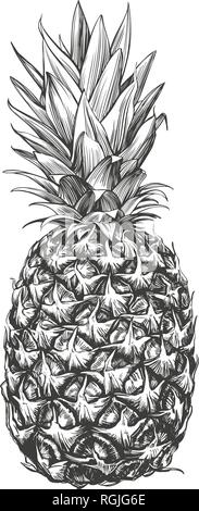 Obst Ananas Hand gezeichnet Vektor-illustration realistische Skizze Stock Vektor