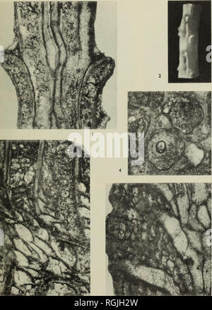 . Bulletin des British Museum (Natural History), Geologie. Bull. B.M. (TV.//.) Geol. 10, 4 Teller 1. * -. Â nmsR IST 1 • W V. ATP * ''JS - â â â * &Amp; #&gt;'" "Ich'^* K $ w ft*. v fv^-* %. V^I'H A* kSlfiis*''* R £ H^tbwW WfalhJt ^j. &Lt;;;;;;;; J. Bitte beachten Sie, dass diese Bilder sind von der gescannten Seite Bilder, die digital für die Lesbarkeit verbessert haben mögen - Färbung und Aussehen dieser Abbildungen können nicht perfekt dem Original ähneln. extrahiert. British Museum (Natural History). London: BM (NH) Stockfoto