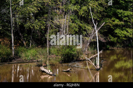 Feuchtgebiete in Nord-carolina mit toten Bäumen und Schildkröten Aalen in der Sonne. Stockfoto