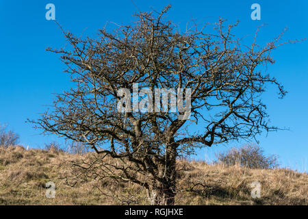 Hawthorn tree in Winter vor einem strahlend blauen Himmel Stockfoto