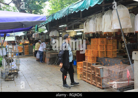 Vögel zum Verkauf, Yuen Po Street Bird Market und Garten, Mong Kok oder Mongkok, Kowloon, Hong Kong, China, Asien Stockfoto