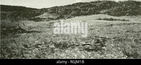 . Bulletin der British Ornithologists' Club. Vögel. Platte 1. Isolierte crag bei Serra do Cipo, Minas Gerais, Juli 1989. M. Pearman. Bitte beachten Sie, dass diese Bilder sind von der gescannten Seite Bilder, die digital für die Lesbarkeit verbessert haben mögen - Färbung und Aussehen dieser Abbildungen können nicht perfekt dem Original ähneln. extrahiert. British Ornithologists' Club. London: Der Club Stockfoto