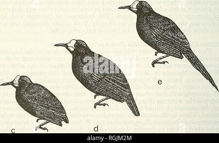 . Bulletin der British Ornithologists' Club. Vögel. &Amp; pP. Abbildung 1. (A) Bower der Vogelkop Amblyornis Bowerbird inornatus; Arfak Berge, (b) Bower von bowerbird Amblyornis sp.; Fakfak Berge, (c) Short-tailed Paradigalla Paradigalla brevicauda; zentrale Bereiche, (d) Paradigalla sp.; Fakfak Berge, (e) Long-tailed Paradigalla P. carunculata; Arfak Bergen.. Bitte beachten Sie, dass diese Bilder sind von der gescannten Seite Bilder, die digital für die Lesbarkeit verbessert haben mögen - Färbung und Aussehen dieser Abbildungen können nicht perfekt dem Original ähneln. extrahiert. Britische Stockfoto