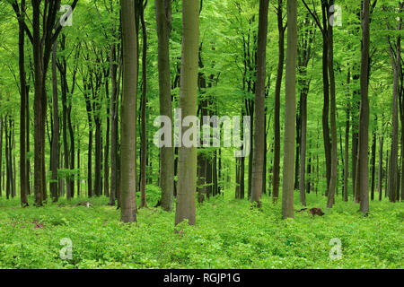 Wichtige grüne Wald im Frühling. Westerwald, Rheinland-Pfalz, Deutschland Stockfoto