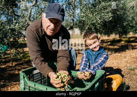 Portrait von älteren Mann und Enkel Olivenernte zusammen im Orchard Stockfoto