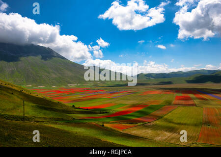 Italien, Umbrien, Sibillini Nationalpark, blühenden Blumen und Linsen auf Piano Grande di Castelluccio Di Norcia Stockfoto