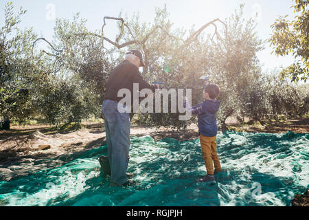 Älterer Mann und Enkel Olivenernte zusammen im Orchard Stockfoto