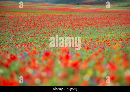 Italien, Umbrien, Sibillini Nationalpark, blühende Blumen auf Piano Grande di Castelluccio Di Norcia Stockfoto