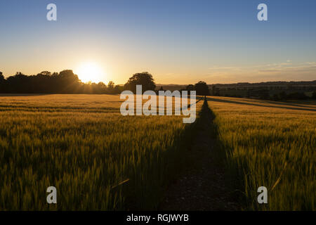 Beautiful sunset over wheat field near Ashley, Hampshire, England, UK Stockfoto