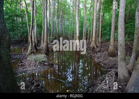 Cypress Tiefland, Congaree Nationalpark Stockfoto