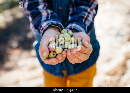 Hände von boy Holding frisch gepflückte Oliven Stockfoto