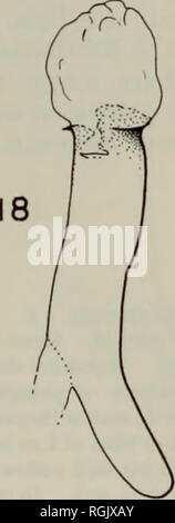 . Bulletin des British Museum (Natural History) Sdgg Supp.. Abbn. 17-19, Epicampoptera andersoni, &Lt;J Genitalien. 17, $; 18, 19, achte aedeagus Abdominal- sternite.. Bitte beachten Sie, dass diese Bilder sind von der gescannten Seite Bilder, die digital für die Lesbarkeit verbessert haben mögen - Färbung und Aussehen dieser Abbildungen können nicht perfekt dem Original ähneln. extrahiert. British Museum (Natural History). London: BM (NH) Stockfoto