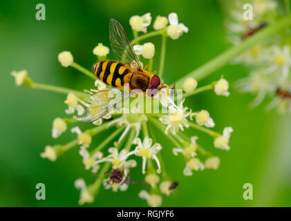 Albanien, Gemeinsame hoverfly, Syrphus ribesii gebändert, auf Blume Stockfoto