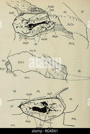 . Bulletin des British Museum (Natural History), Geologie. . AbM AbP Williamsaspis bedfordi gen. et sp. nov. Text-Bild. 17. Mit der rechten Brust-Sockel und internen Eindruck von Skapulo-coracoid in Seitenansicht, vgl. PI. 29, Abb. I. Der Holotyp, S. 27073, X 4^. Te. xt-Abb. 18. Vorderansicht des rechten Skapulo-coracoid der gleiche Probe zeigen entweder die interne Eindruck (Ebene) oder die mediale perichondrial Knorpel (gestrichelt). Gebrochene Oberflächen der Platten sind lange gepunktet. Vgl. PI. 28, Abb. 2.x 3^ ca. Text-Bild. 19. Brust-Buchse der gleichen Muster Links, vgl. PI. 29, Abb. 2. X 4^. (Eine Erläuterung der letteri Stockfoto