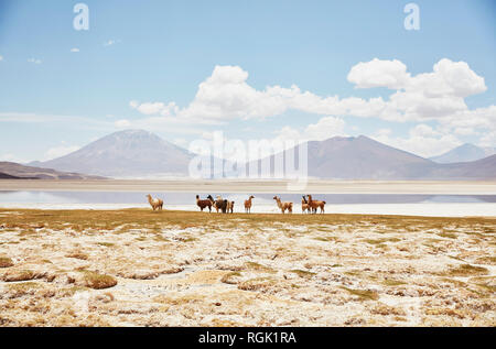 Chile, Salar del Carmen, Alpakas in Salt Lake Shore vor der Anden Stockfoto