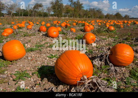 Reife Kürbisse (Cucurbita pepo) für Ernte in Hampshire wachsenden bereit, England Stockfoto