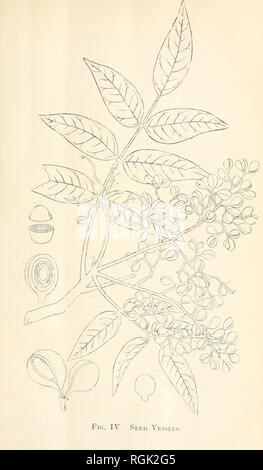 . Bulletin der botanischen Abteilung, Jamaika. Botanik, wirtschaftlichen; Jamaika; Zeitschriften; Pflanzen; Jamaika; Zeitschriften; Landwirtschaft; Jamaika; Zeitschriften.. . Bitte beachten Sie, dass diese Bilder sind von der gescannten Seite Bilder, die digital für die Lesbarkeit verbessert haben mögen - Färbung und Aussehen dieser Abbildungen können nicht perfekt dem Original ähneln. extrahiert. Fawcett, William, 1851-1926; Jamaika. Botanische Abteilung; Jamaika. Abteilung des öffentlichen Gärten und Plantagen. Kingston, Botanische Abt. Stockfoto