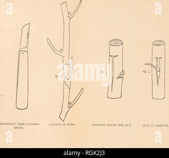 . Bulletin der botanischen Abteilung, Jamaika. Botanik, wirtschaftlichen; Jamaika; Zeitschriften; Pflanzen; Jamaika; Zeitschriften; Landwirtschaft; Jamaika; Zeitschriften.. . Bitte beachten Sie, dass diese Bilder sind von der gescannten Seite Bilder, die digital für die Lesbarkeit verbessert haben mögen - Färbung und Aussehen dieser Abbildungen können nicht perfekt dem Original ähneln. extrahiert. Fawcett, William, 1851-1926; Jamaika. Botanische Abteilung; Jamaika. Abteilung des öffentlichen Gärten und Plantagen. Kingston, Botanische Abt. Stockfoto