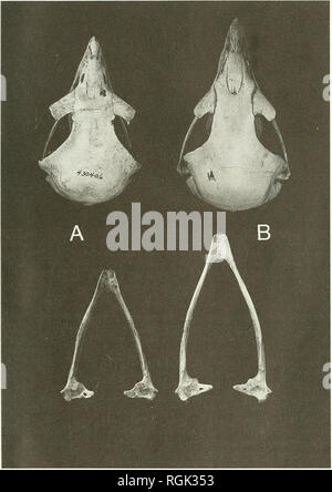 . Bulletin der British Ornithologists' Club. Vögel. S. L. Olson 265 Bull. B.O.C. 1994 114 (4). Abbildung 1. Dorsalansicht der Schädel (oben) und Kiefer (unten): A, USNM Aqiiila rapax (430406); B, Aquila nipalensis (UMMZ 215418). Die morphologischen und Verhaltensunterschiede zwischen A. und A. rapax nipalensis waren so beeindruckend zu Clark, dass er (Pers. Comm. J, dass sie nicht vielleicht sogar besonders eng zusammenhängen. Ich fand einen unverwechselbaren Charakter durch diese beiden Arten geteilt, aber das scheint, um zu zeigen, dass sie in der Tat Schwester sind - Arten, wie weiter. Bitte beachten Sie, dass diese Bilder Stockfoto