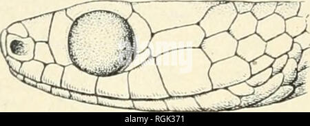 . Bulletin der American Museum of Natural History. Natürliche Geschichte; Wissenschaft. 106 Bulletin American Museum of Natural History [Vol. XLIX zeitliche auf der einen Seite, und die in einer Probe gibt es drei. Es gibt 8 obere labials (9 in drei Exemplaren) und 10-12 senken, in der Regel 11. Die Färbung ist dunkelgrün, gelb unter mit Ausnahme der Schwanz, die dunkel ist, in allen Mustern. Die obere labials sind gelb, vom ersten bis zum sechsten, siebten und achten immer dunkel. Das Essen scheint von verschiedenen Wald Frösche und Kröten zu bestehen. Zwei Exemplare hatte geschluckt Exemplare einer Buf Stockfoto