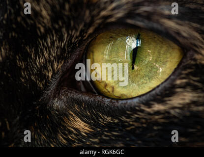 Nahaufnahme hohe Auflösung makro Foto einer Katze Gesicht und Augen Stockfoto