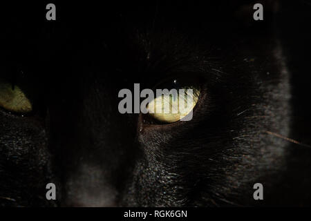 Nahaufnahme hohe Auflösung makro Foto einer Katze Gesicht und Augen Stockfoto