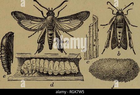 . Bulletin - New York State Museum. Wissenschaft. Schädliche und nützliche Insekten 25 46 Squash Rebe - Borer (Melittia satyriniformis). Welken eine oder mehrere Läufer wird durch eine weißliche Raupen bohren in die Stammzellen in der Nähe der Wurzel verursacht. Die übergeordnete Insekt ist eine schöne, klare winged Moth mit bräunlich schwarz Vorderflügel, transparent. Abb. 38 Squash Weinstock borer: Eine männliche Motte; 5 weibliche Motte mit Flügeln wie in Ruhestellung gefaltet; c Eier auf wenig squash Stammzellen; d ausgewachsene Larve im Weinstock; e Puppe;/pupal Zelle - alle erweiterten 3^^ (nach Chit-tenden, US dep't-Agr., div. Ent., Circ. 38, 2 d. 80109) Hinterflügel und mit Beinen. Stockfoto