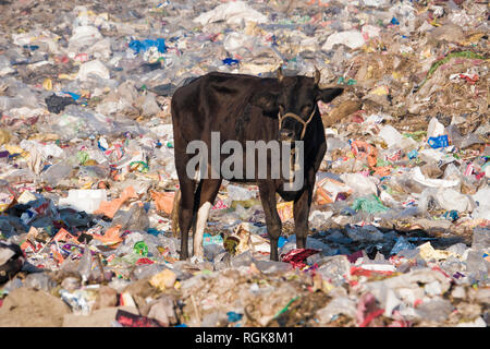 Kuh stehen unter den Stapel der plastik Müll auf der Müllhalde in Rishikesh, Uttarakhand, Indien Stockfoto