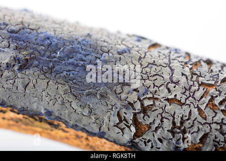 Cobalt Kruste Pilz, Terana caerulea/Pulcherricium caeruleum, wachsen auf der Oberfläche eines toten Zweig. Es ist ein Pilz saprobic Kruste und ist gelegentlich Stockfoto