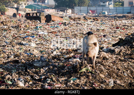 Schwein Auswaschung durch Müll an der Müllhalde in Rishikesh, Uttarakhand, Indien Stockfoto