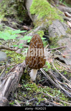 Schwarz Morel oder Morchella conica Pilz im Frühjahr unter Wurzeln, Moos und Feder Vegetation in Berg Nadelwald wachsende, vertikale orien Stockfoto